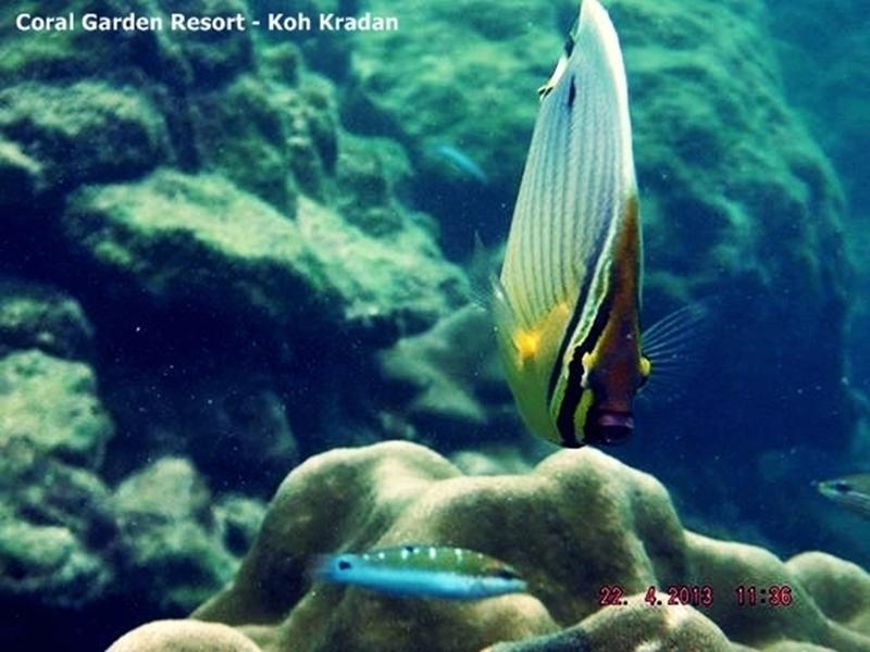 Coral Garden Resort Ко Крадан Екстериор снимка