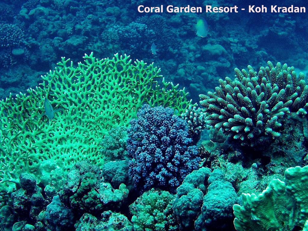 Coral Garden Resort Ко Крадан Екстериор снимка
