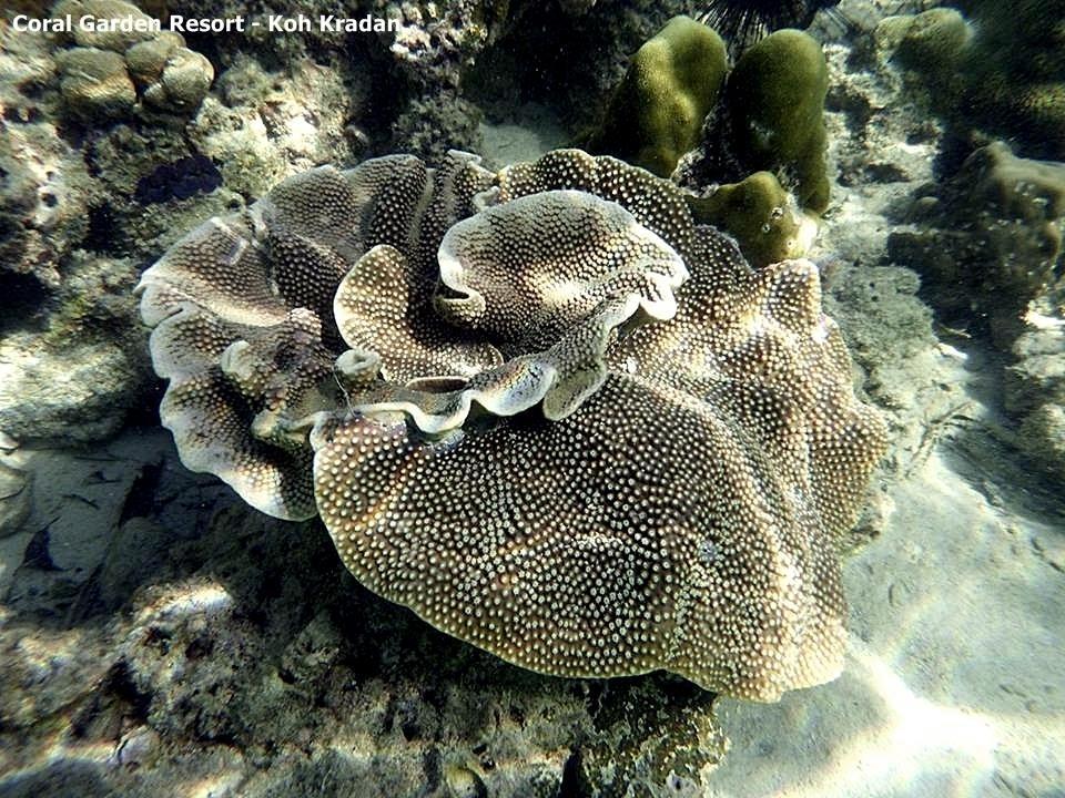 Coral Garden Resort Ко Крадан Екстериор снимка